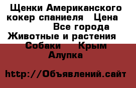 Щенки Американского кокер спаниеля › Цена ­ 15 000 - Все города Животные и растения » Собаки   . Крым,Алупка